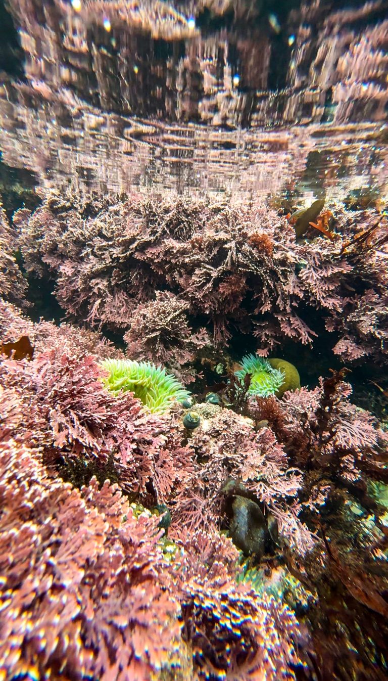 king tides - tide pools around bay area
