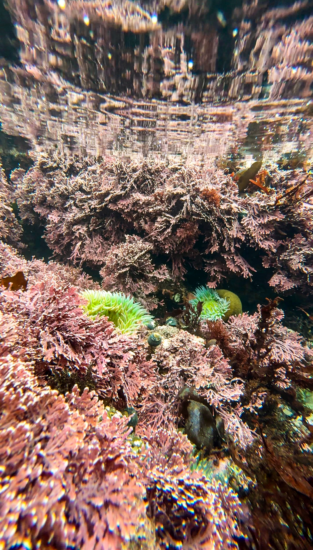 king tides - tide pools around bay area