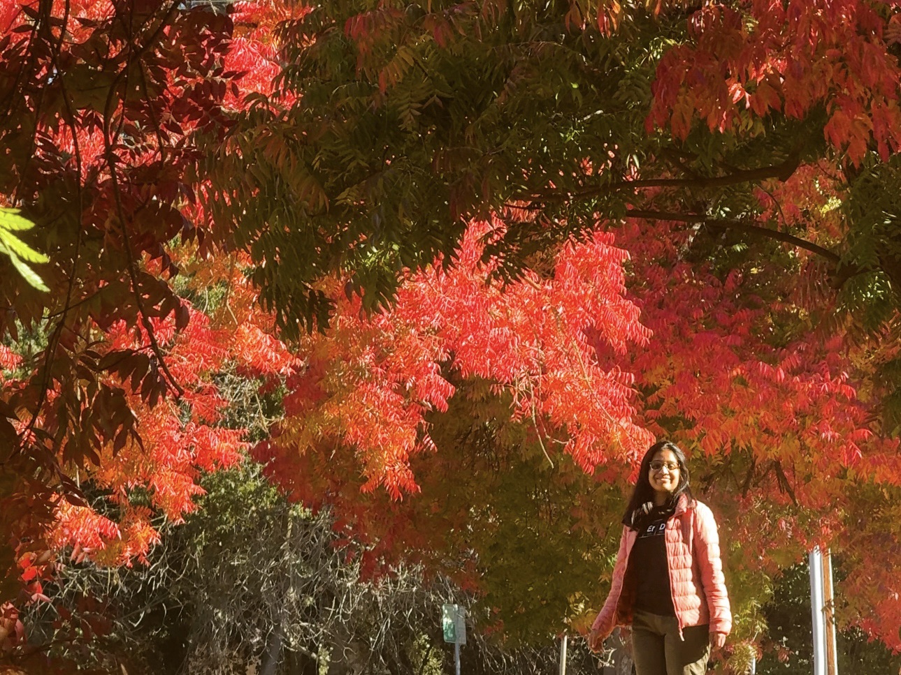 Fall colors in bay area - Palo Alto