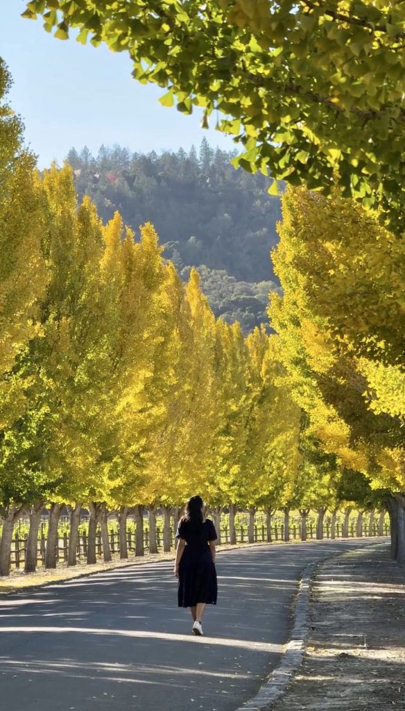 Bay area fall colors - Napa