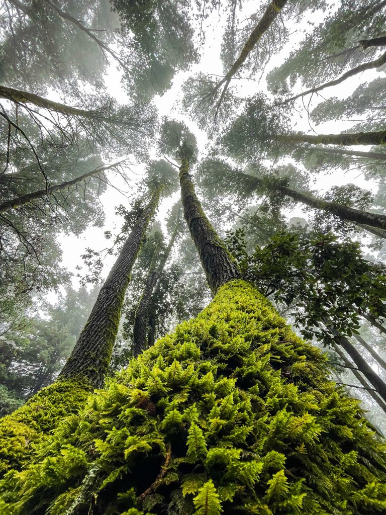 Bay area hikes - Redwoods