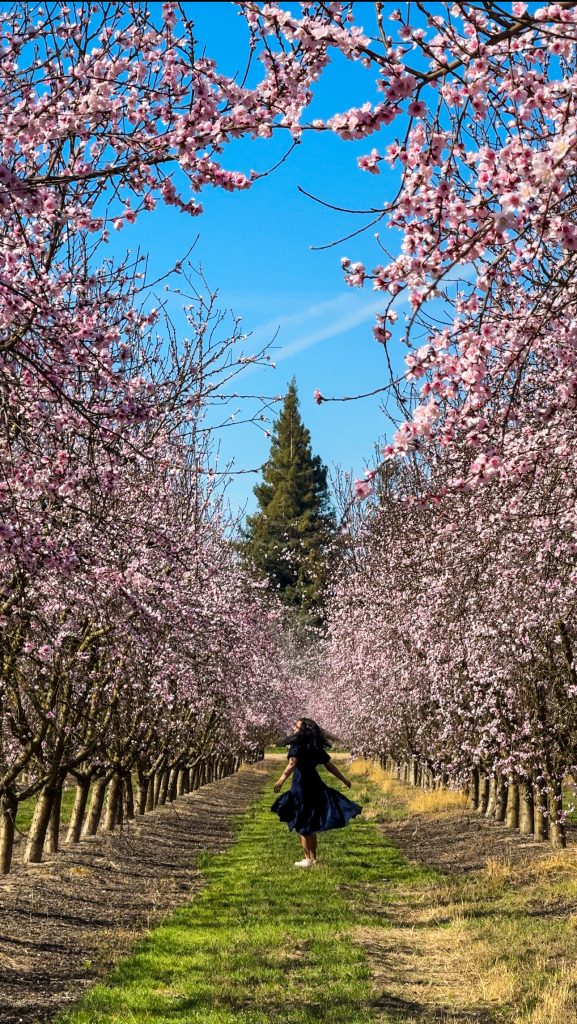 Peach blossoms around Bay Area