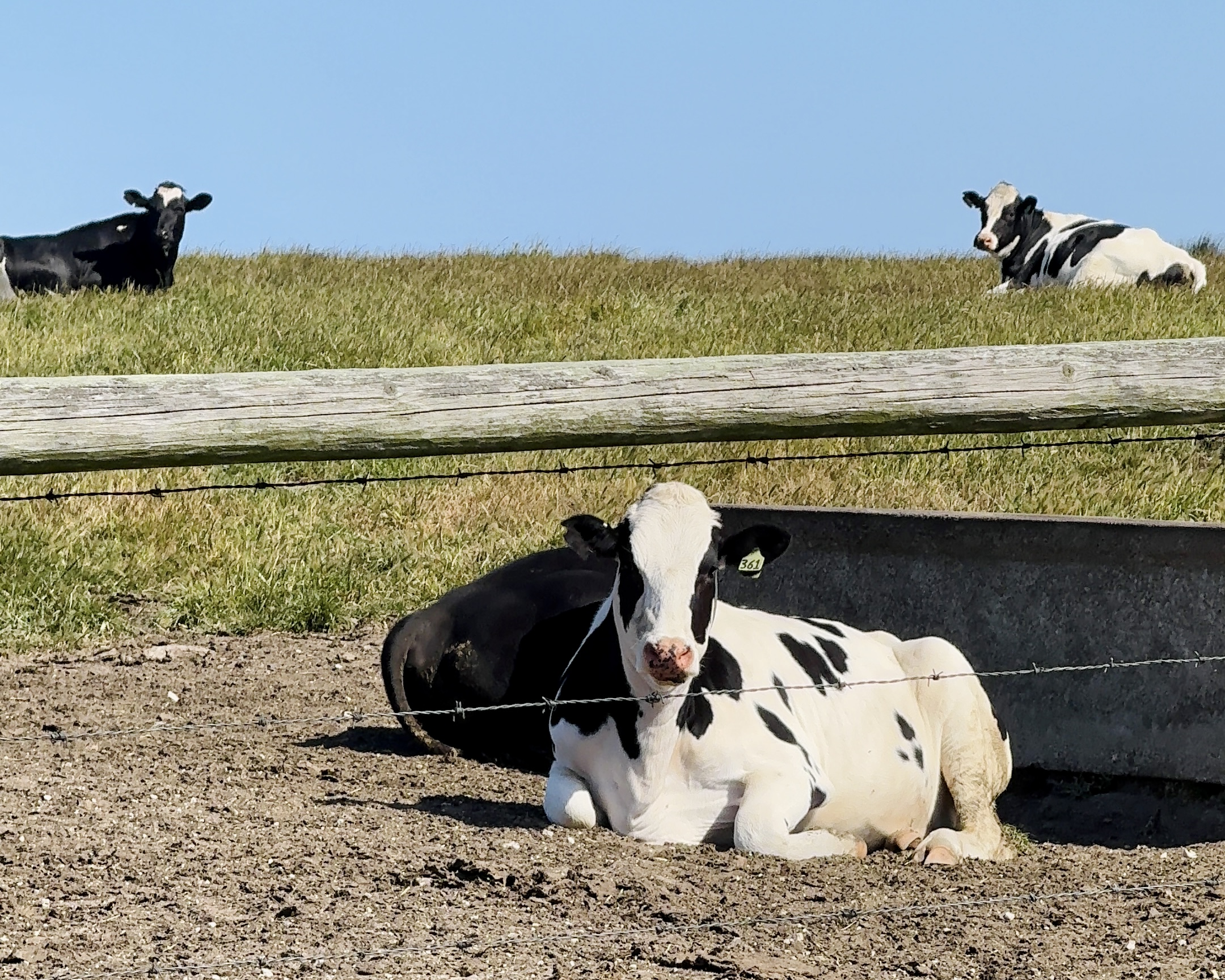 Oreo cows in Point Reyes