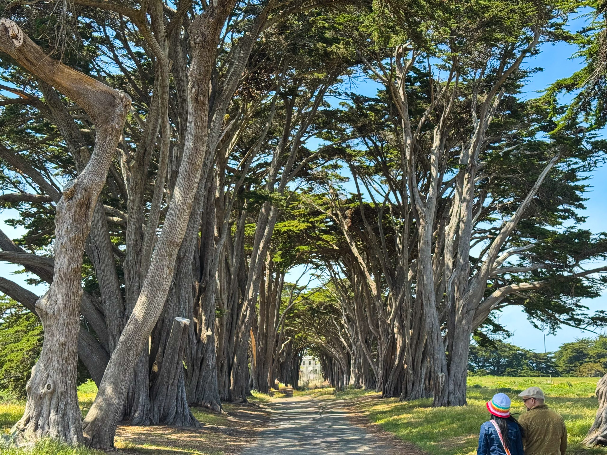 Cypress Tree Tunnel in Point Reyes