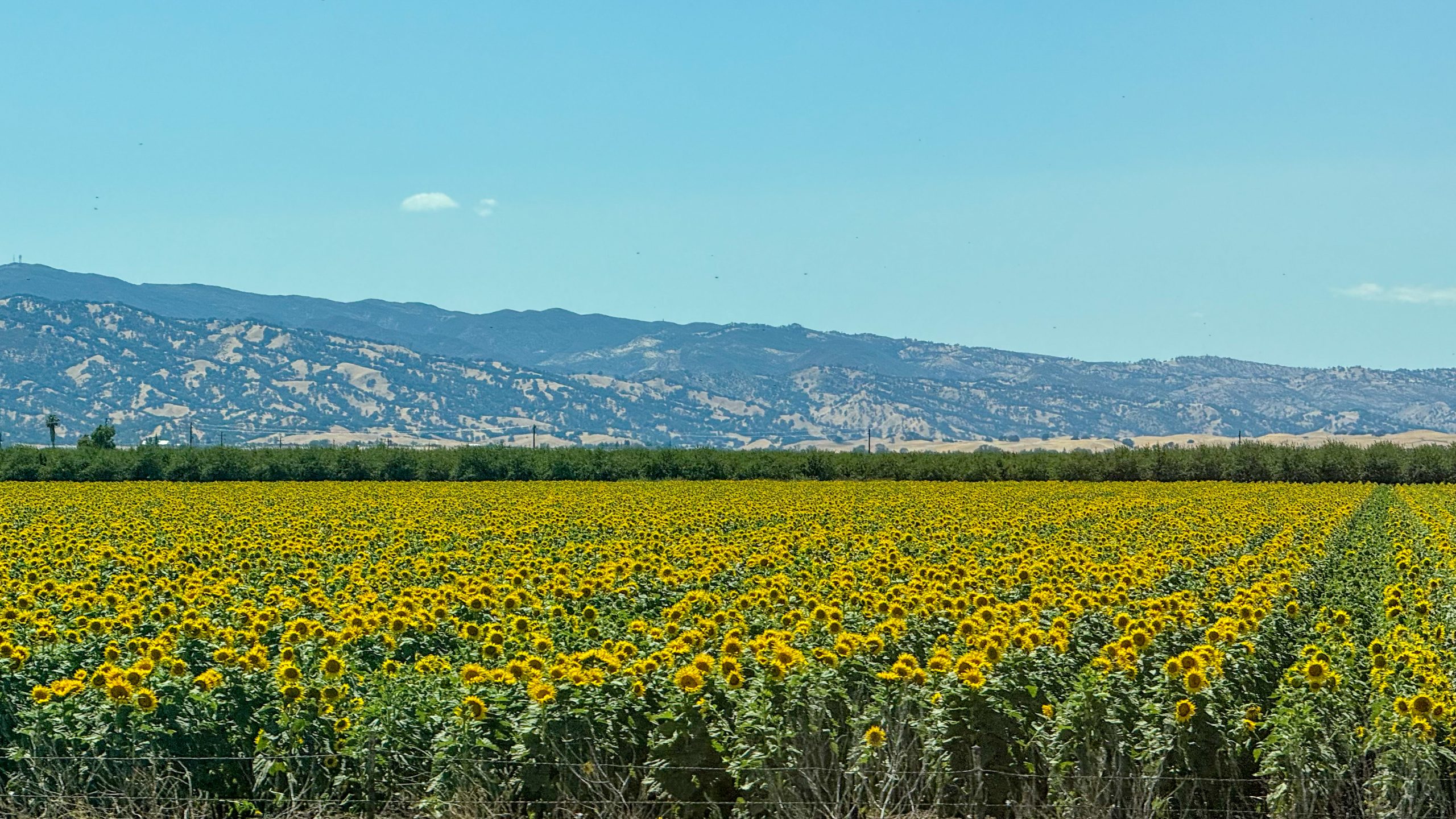 California Sun Flowers