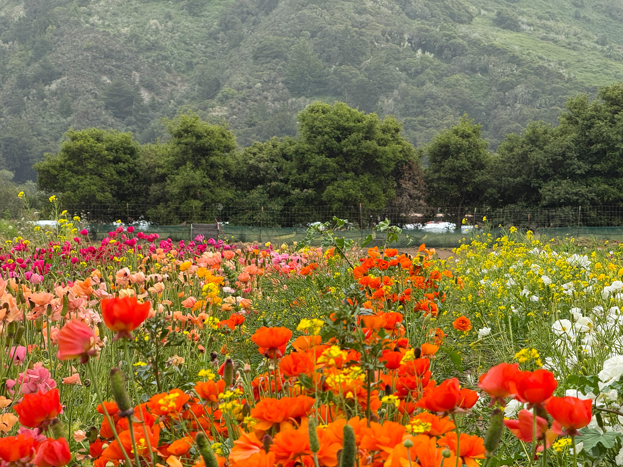 Colorful flowers by the mountains at the u-pick flower farm in Carmel, California