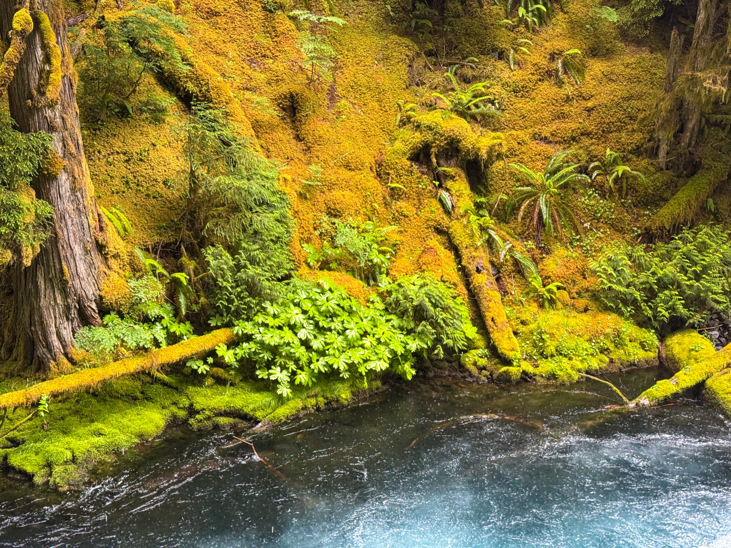 Oregon mossy green