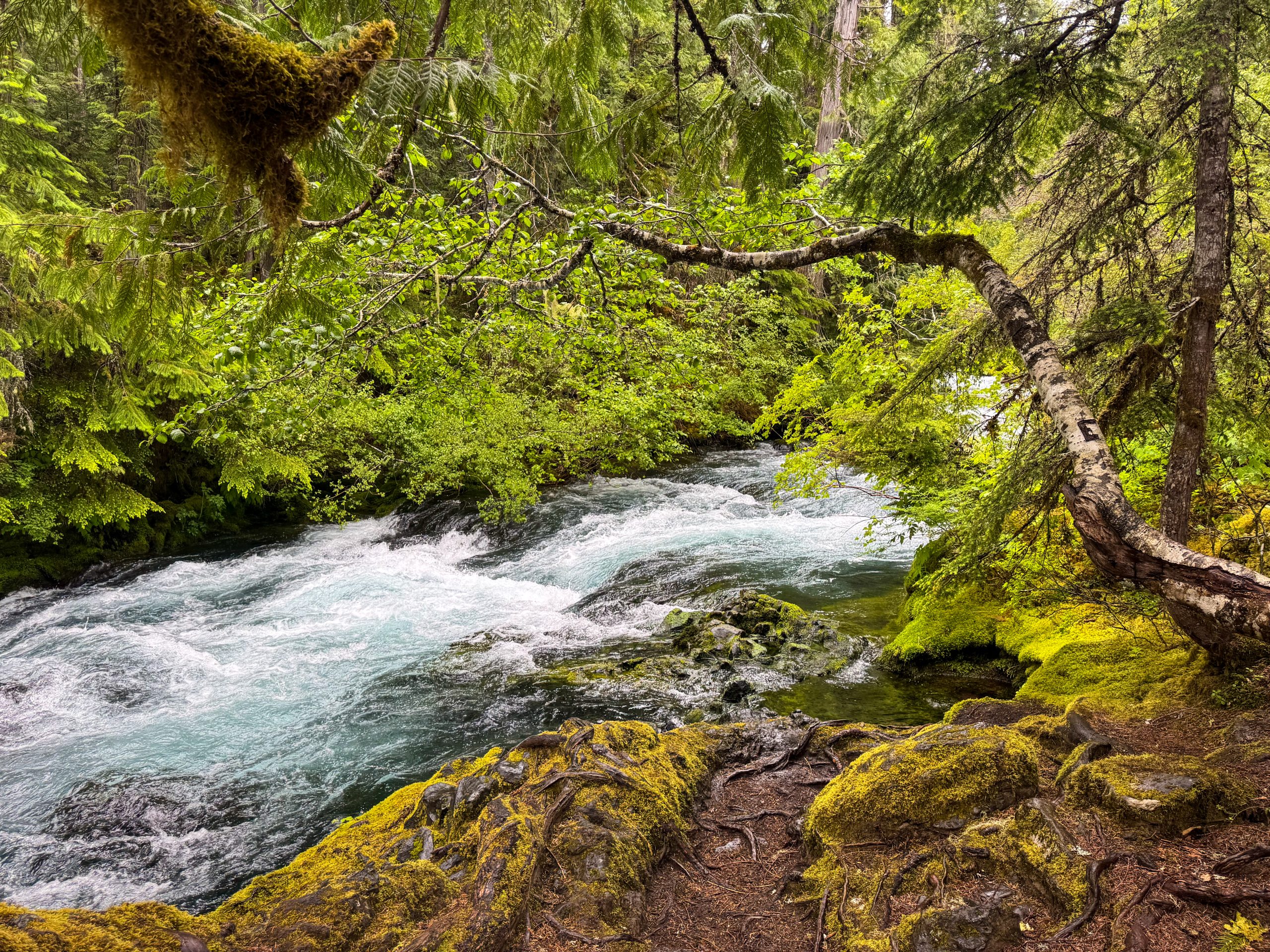 Oregon like a wallpaper