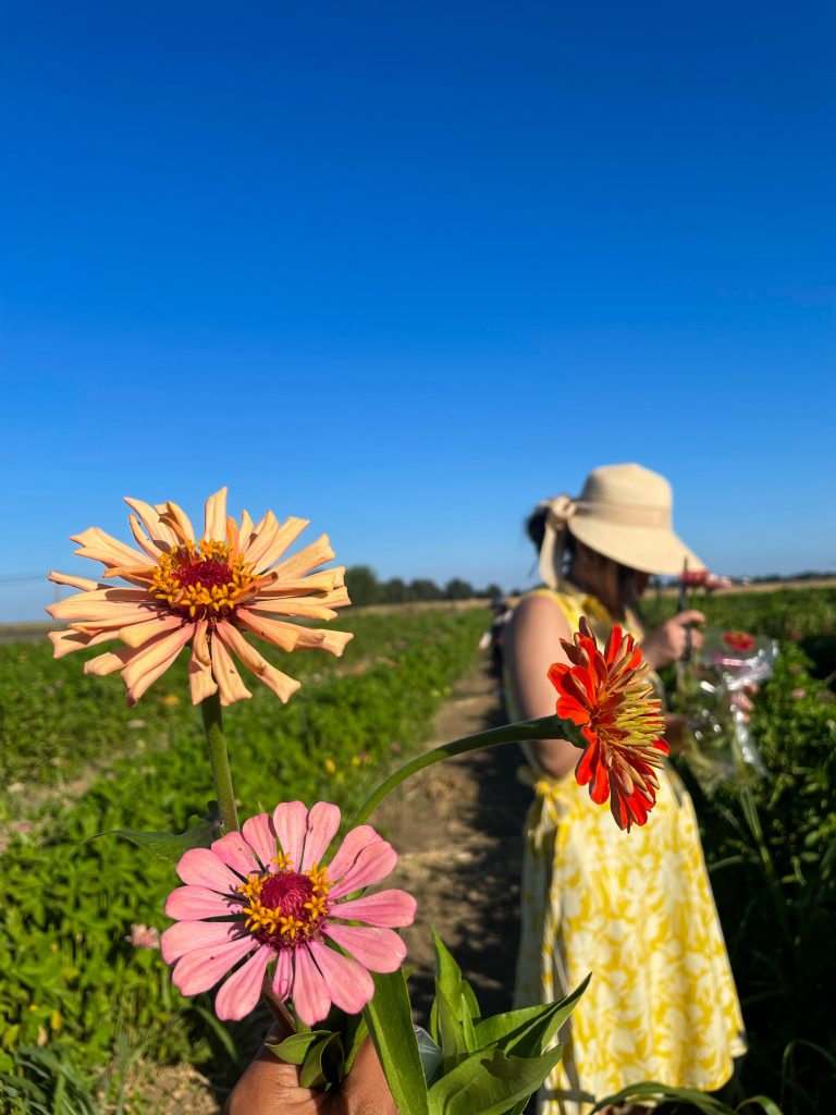 U-Pick Zinnias at Mezger's Family Zinnia Patch