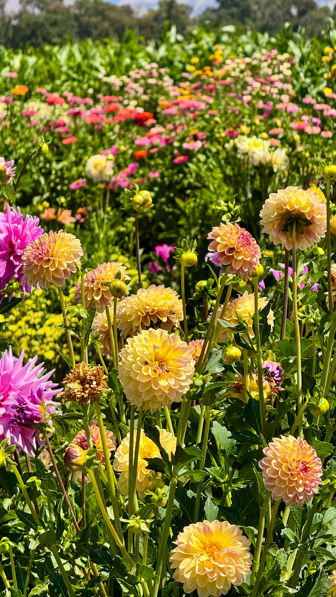 Flowers at Tru2Earth Flower Farm in Gilroy