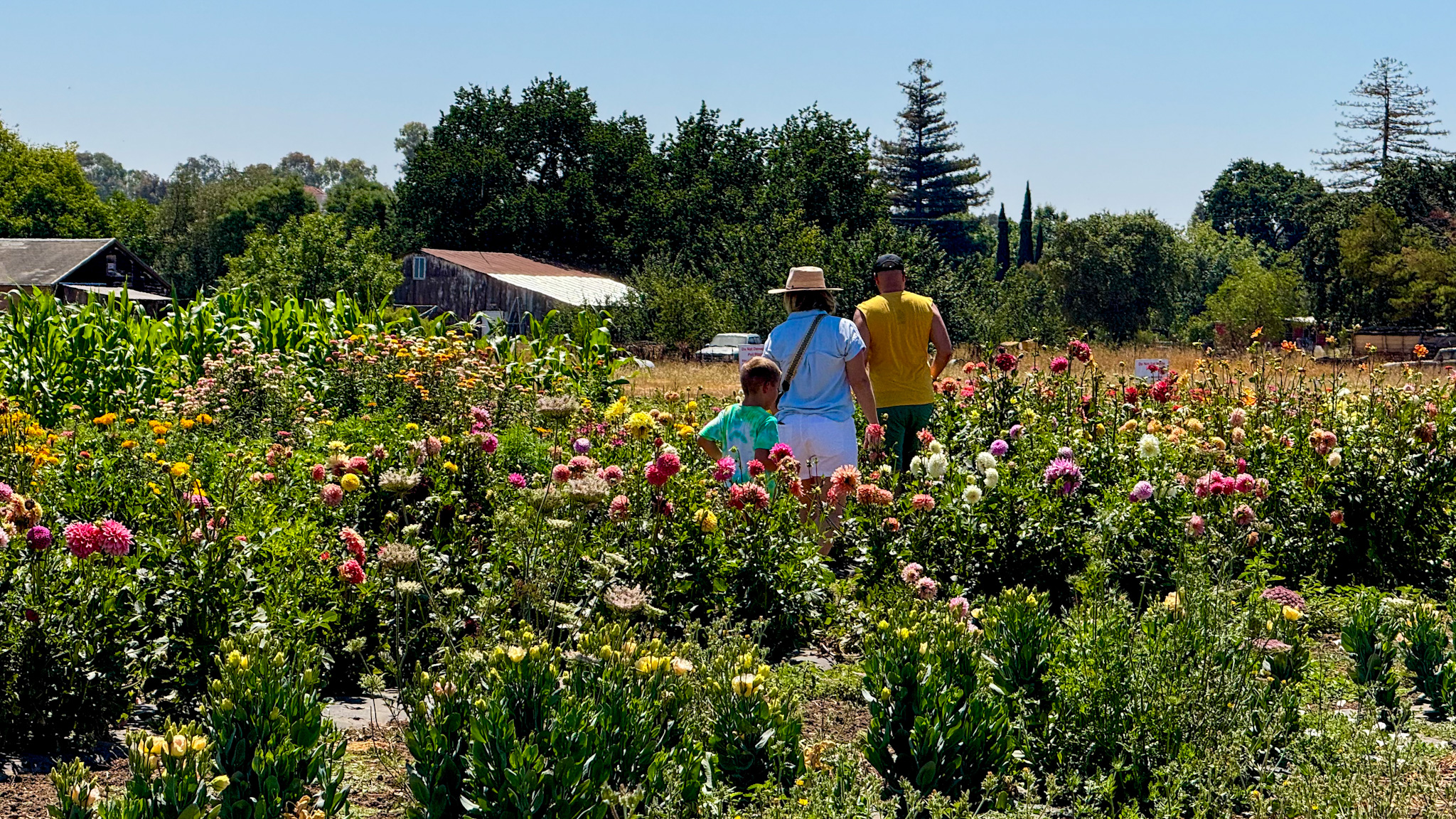 U pick experience at Tru2Earth farm in Gilroy