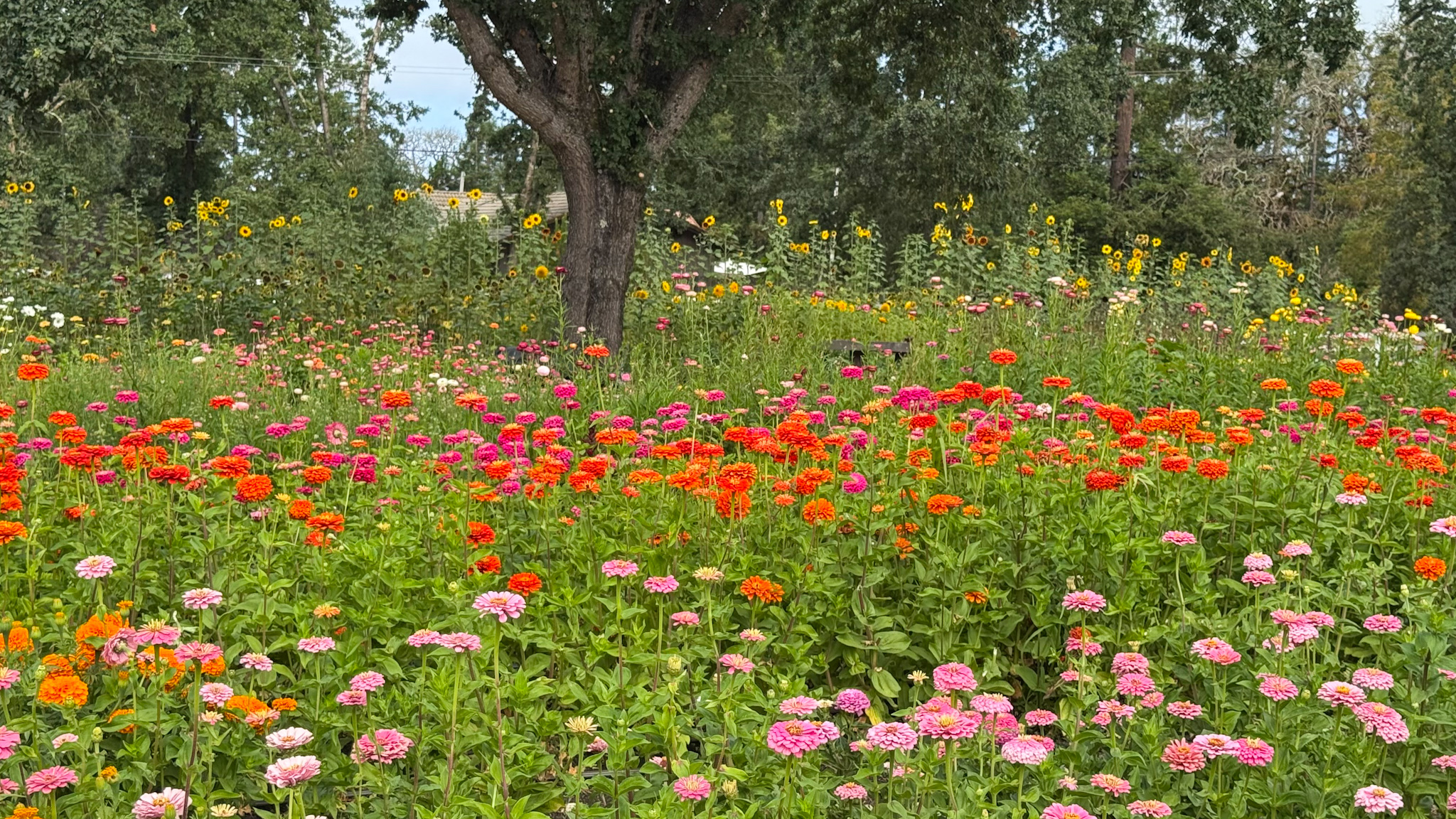 colorful Zinnias at zannah flower farm in santa rosa