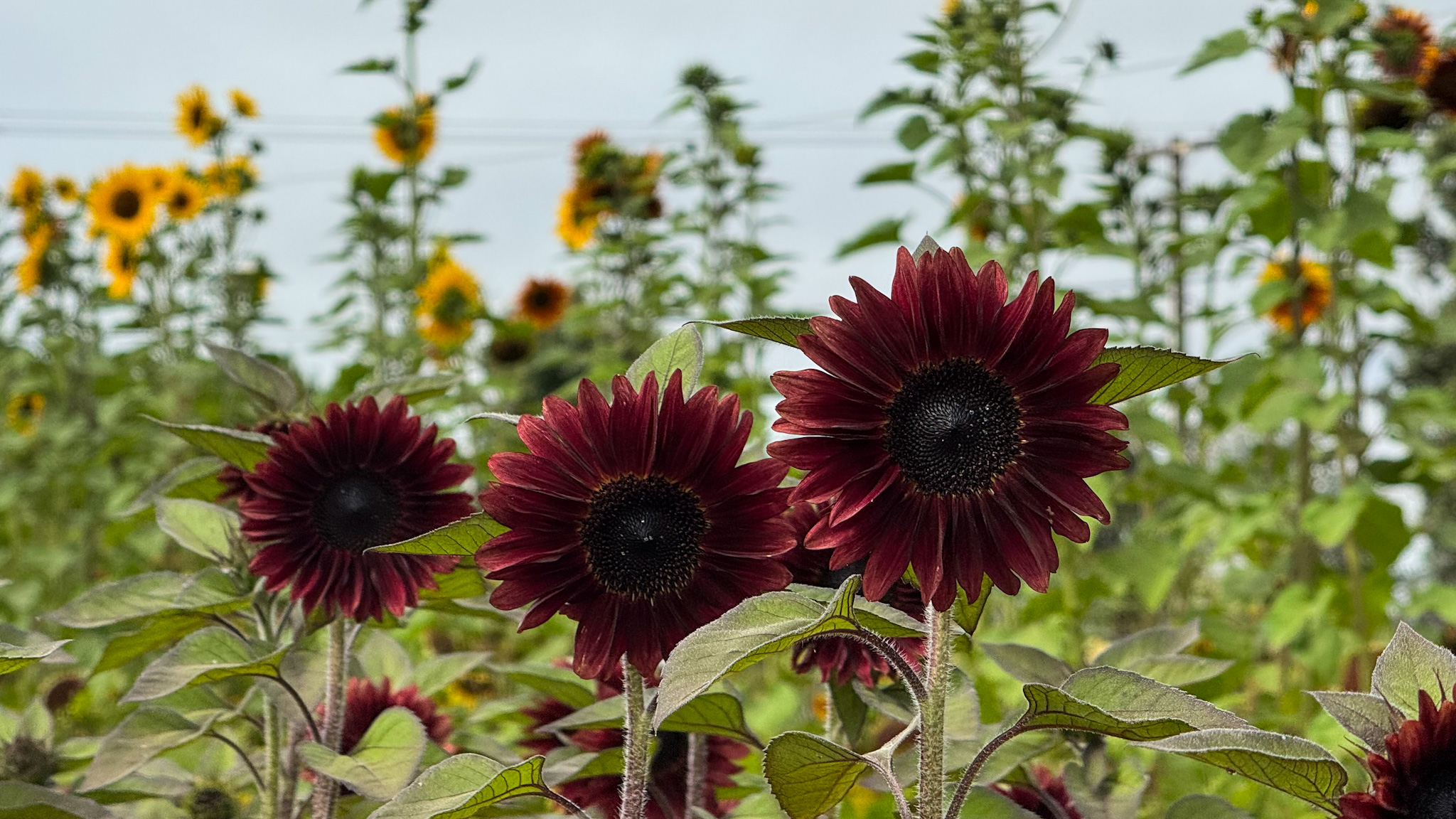 sun flowers at zannah flower farm in santa rosa