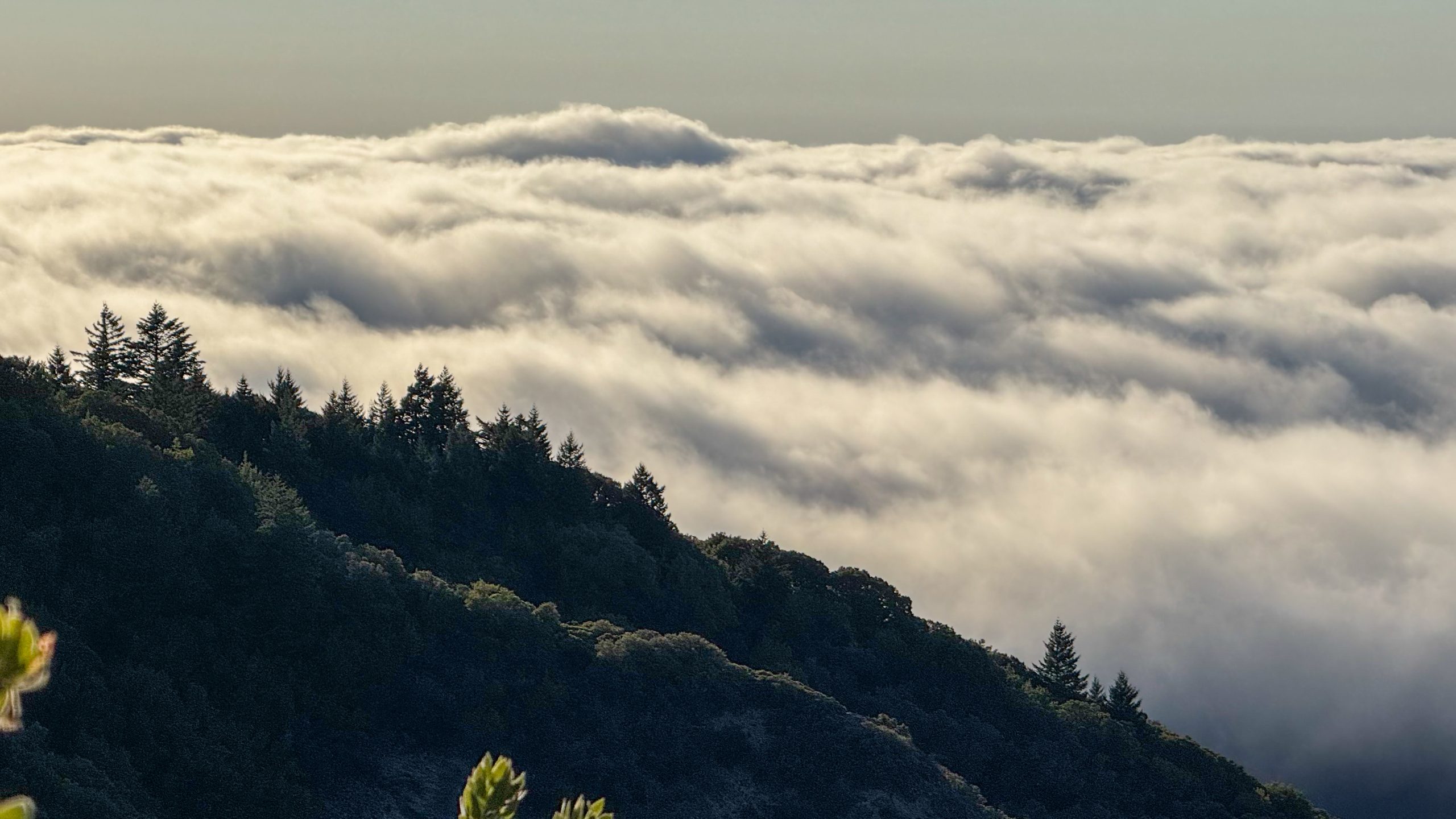 Cloud inversion at Mt Tam