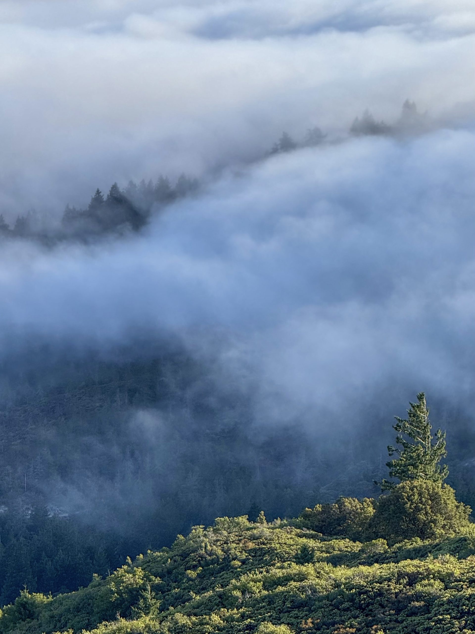 Rolling fog over the hills at Mt Tam