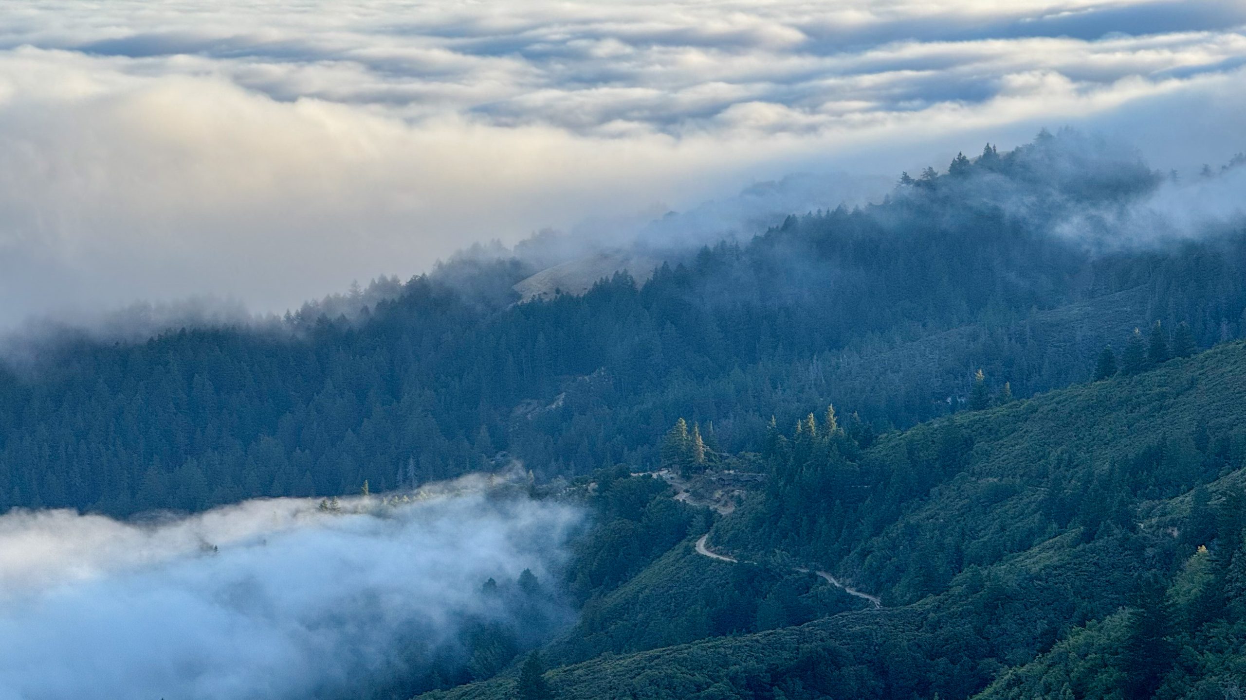 Mount Tamalpais State Park Fog
