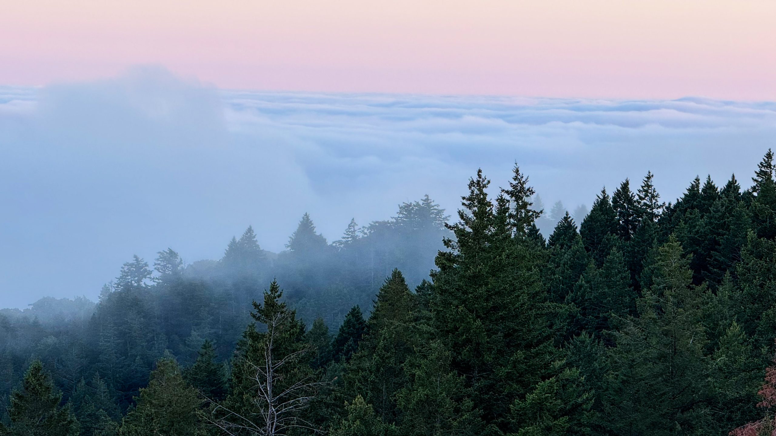 Trees peeking through the fog