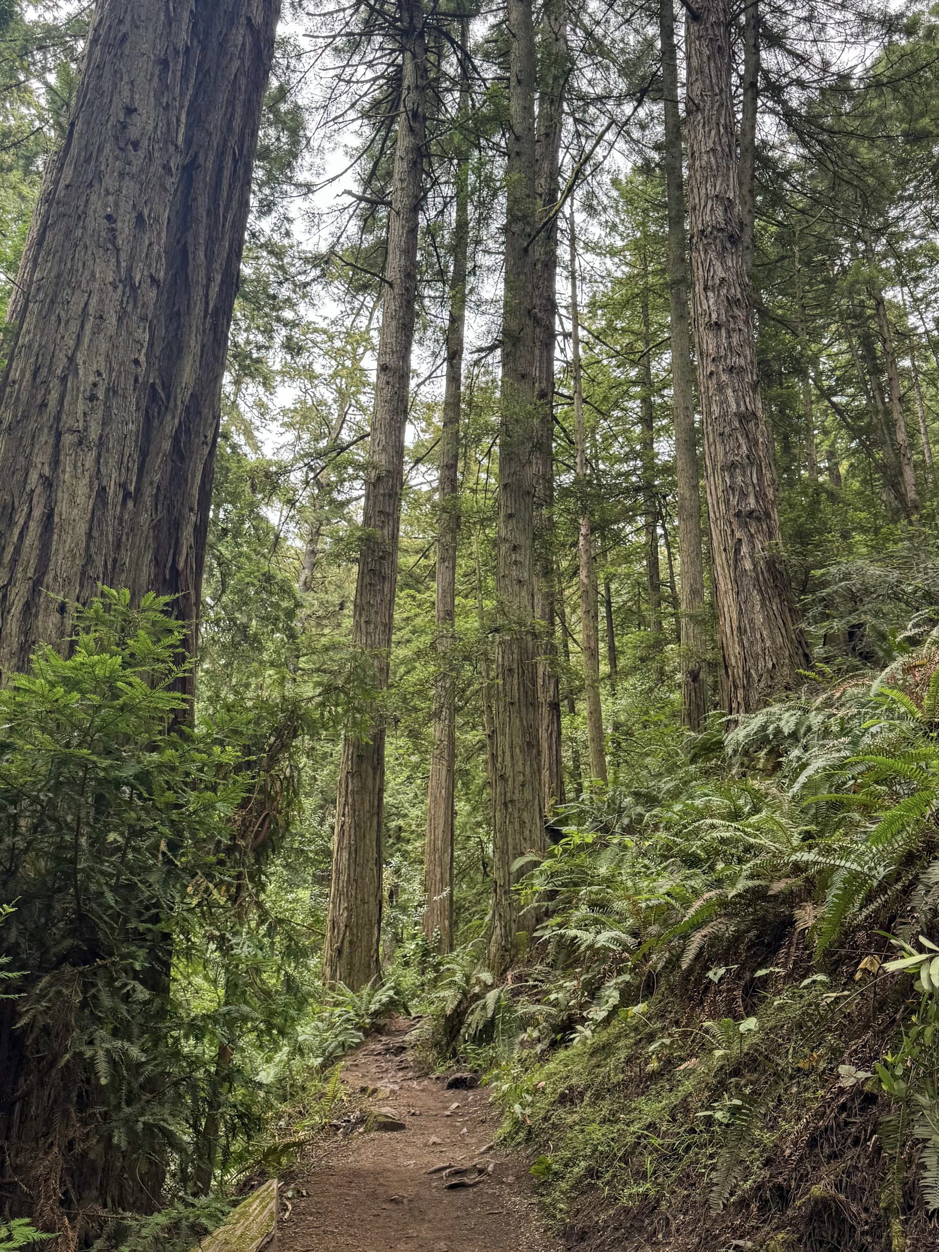 Lush Green woods at Mt Tam