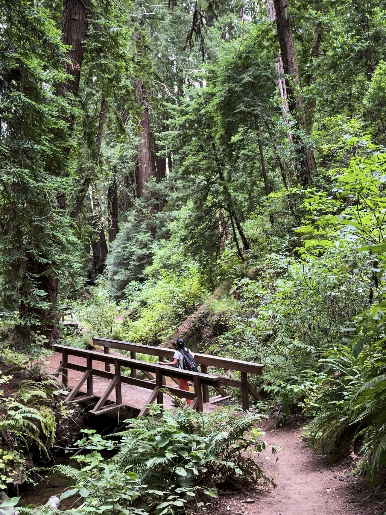 Steep Ravine Trail Bridges among the redwoods