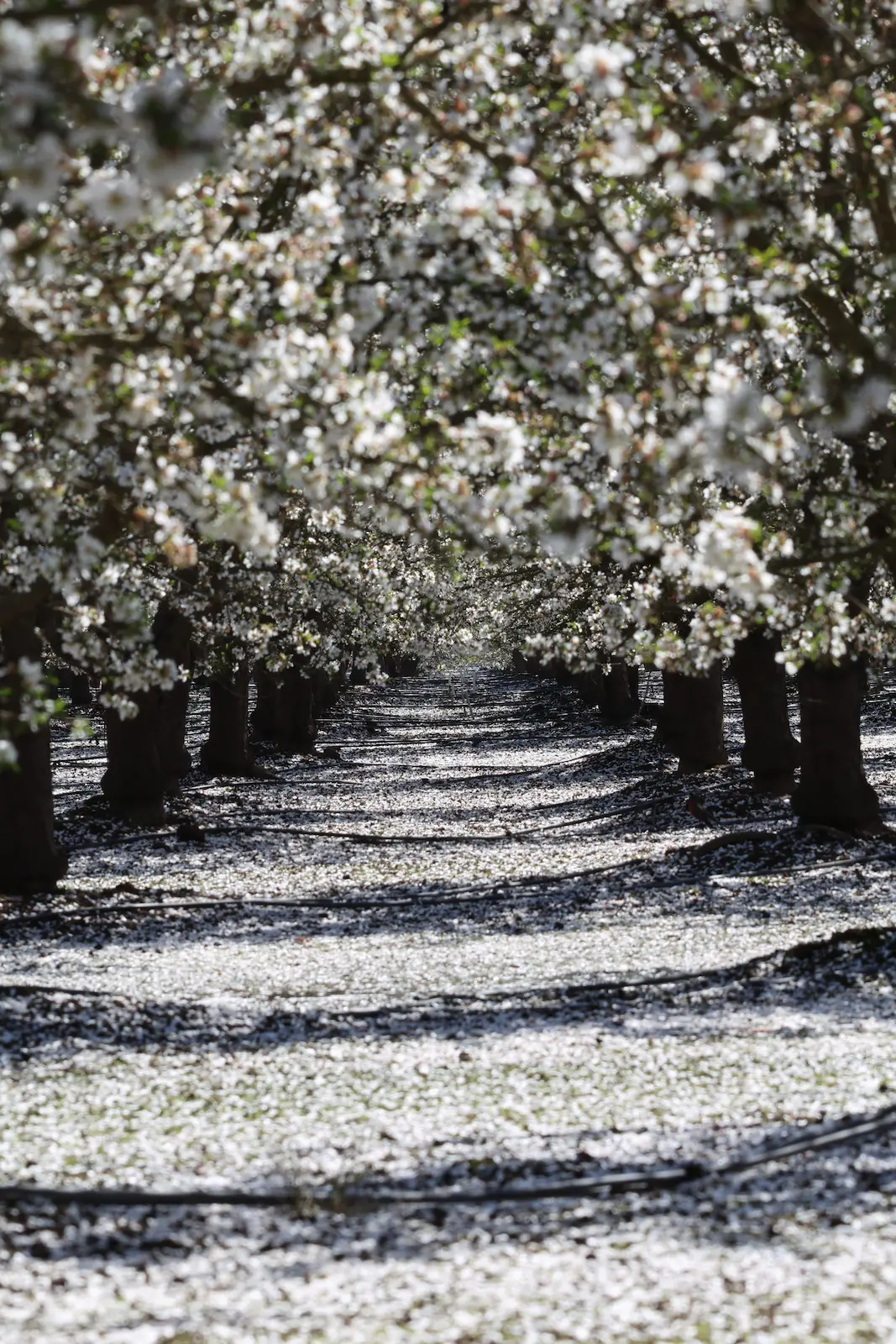 Modesto Almond Blossoms