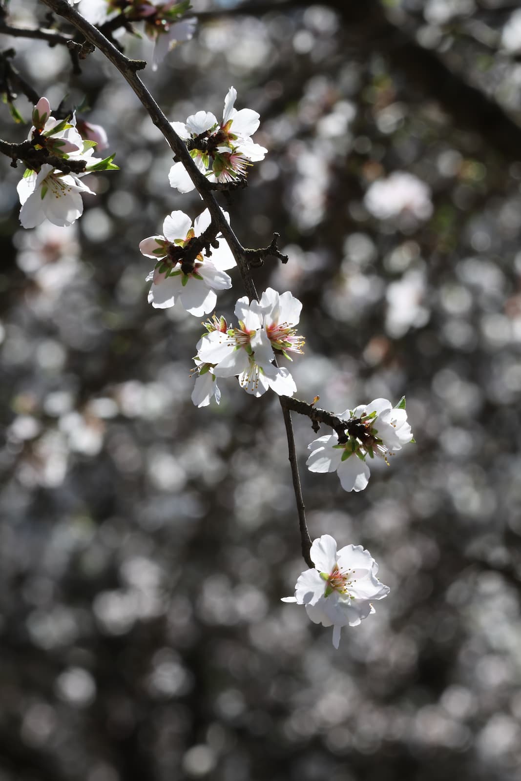 Modesto Almond Blossoms