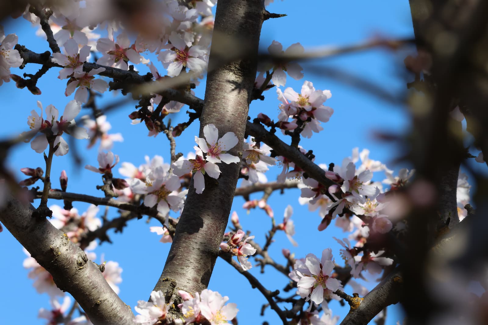 Modesto Almond Blossoms