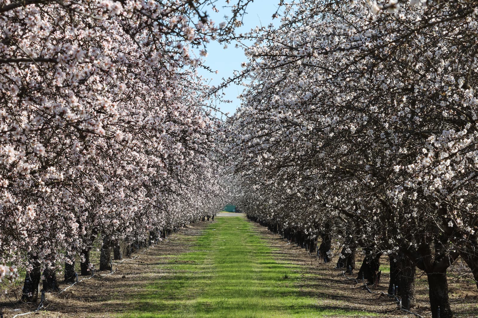 Modesto Almond Blossoms