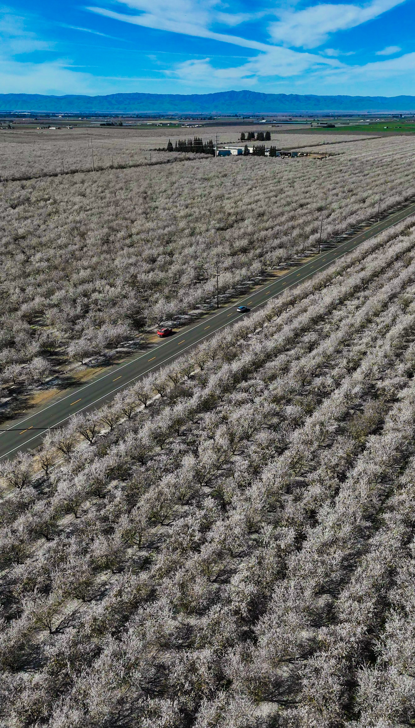 Modesto Almond Blossoms