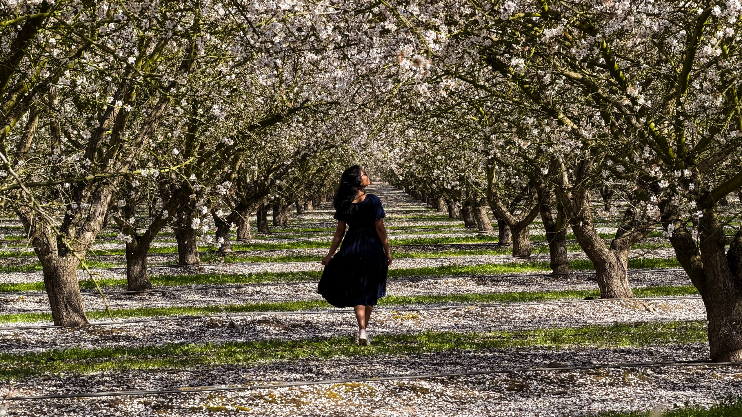 Modesto Almond Blossoms