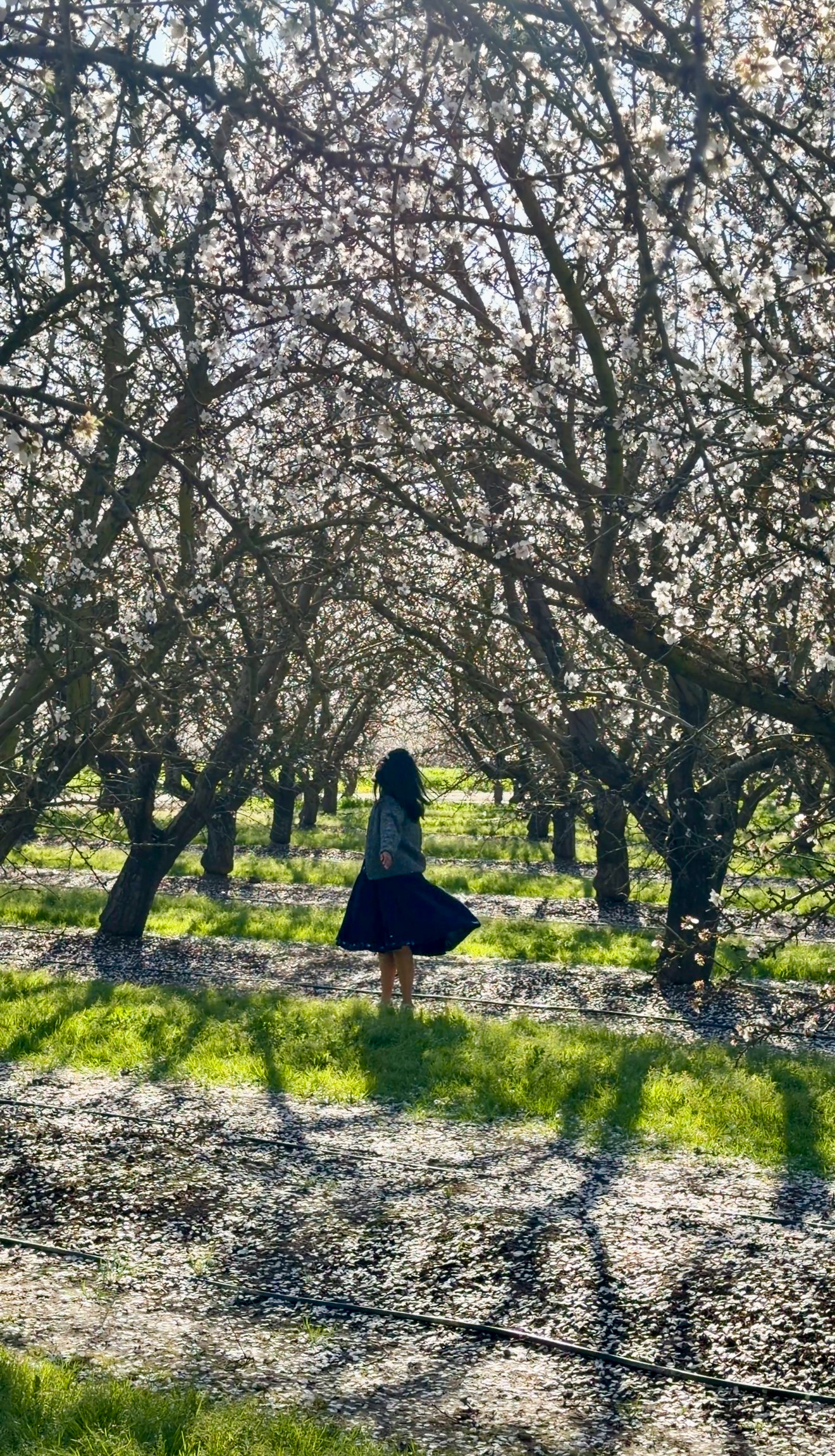 Rodin's Farm, Modesto