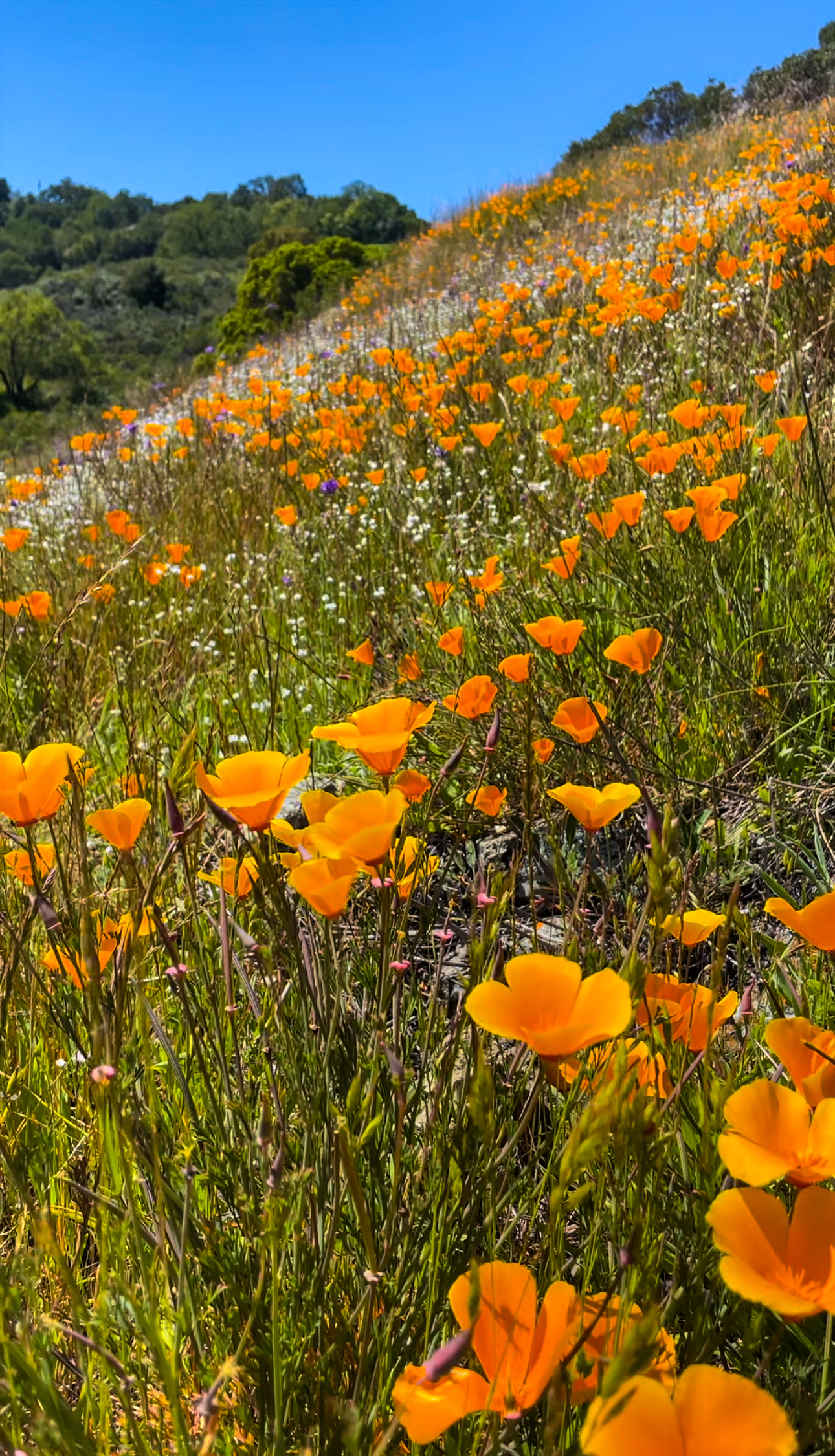 Poppy fields in the Bay Area