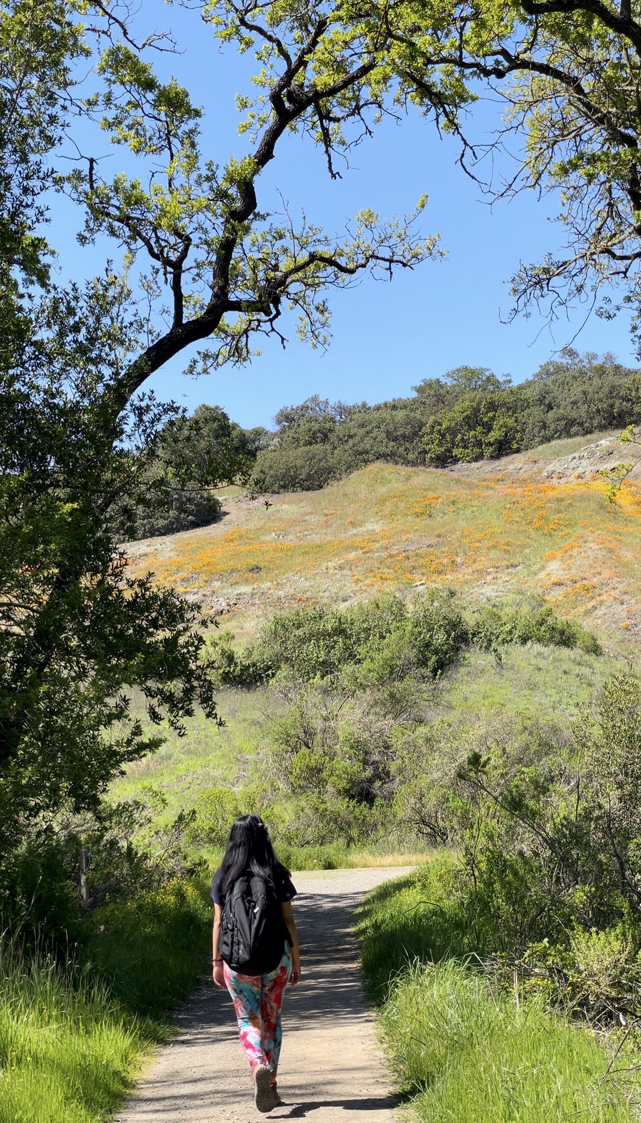 Poppy Fields in the bay area