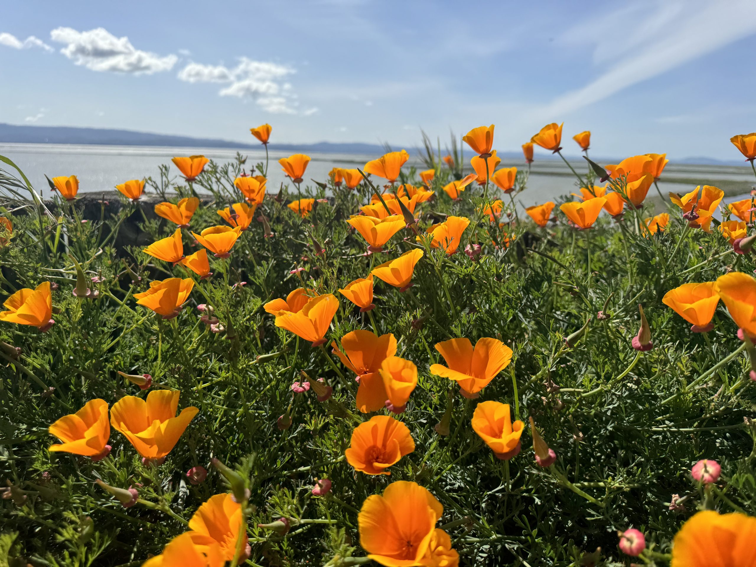 Poppy Fields in the bay area