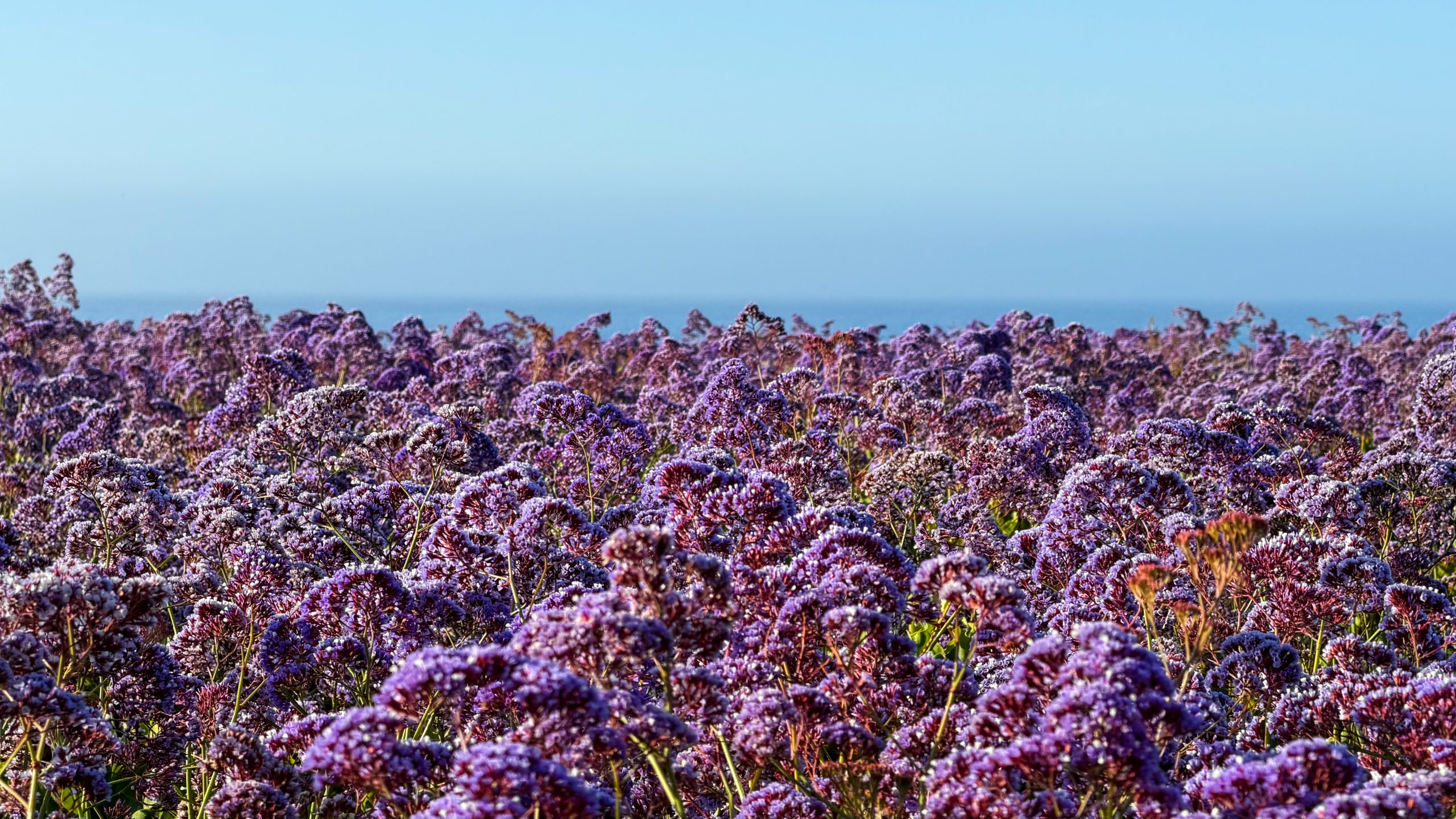 Pismo Beach Itinerary - Dinosaur Caves Park blooms